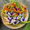 FBIR2: MINI BIRD OF PARADISE (6*8 CM) - Image 5