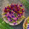 FBIR2: MINI BIRD OF PARADISE (6*8 CM) - Image 6