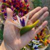 FBIR2: MINI BIRD OF PARADISE (6*8 CM) - Image 3