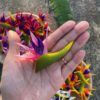FBIR2: MINI BIRD OF PARADISE (6*8 CM) - Image 4