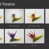 FBIR2: MINI BIRD OF PARADISE (6*8 CM) - Image 8
