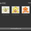 FCYM8SC: CYMBIDIUM8SC (11 CM) - Image 2