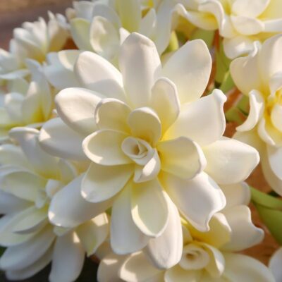 FGAR8: GARDENIA8 (8 cm)