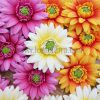 Daisy/Gerbera hair clip with flower