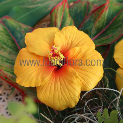 Hibicus hair clip with flower