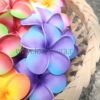 FPLU124 : PLUMERIA124 (7 cm)