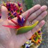 FBIR2: MINI BIRD OF PARADISE (6*8 CM) - Image 2