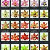 FCYM14SC : CYMBIDIUM14 (10 CM) - Image 2