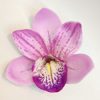 FCYM8SC: CYMBIDIUM8SC (11 CM)