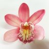 FCYM14SC : CYMBIDIUM14 (10 CM)