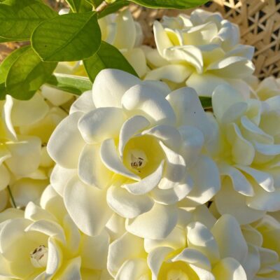 FGAR7: GARDENIA7 (7 cm)