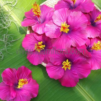 FHIB10: HIBISCUS10 (10 CM)