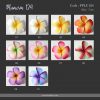 FPLU124 : PLUMERIA124 (7 cm) - Image 2