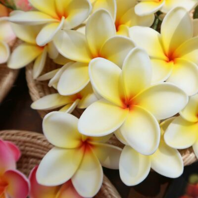 FPLU43: PLUMERIA43 (5 AND 6 CM)