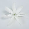 FTIA38 : TIARE38 (10 CM)