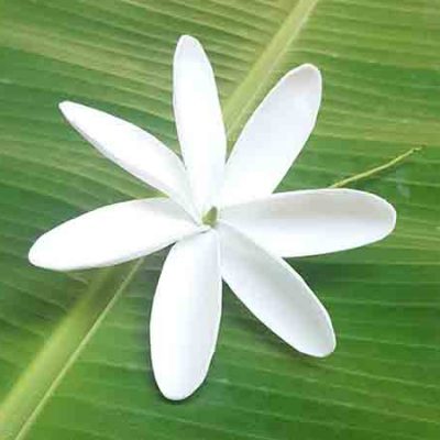 FTIA38 : TIARE38 (10 CM)