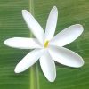 FTIA38 : TIARE38 (10 CM) - Image 2