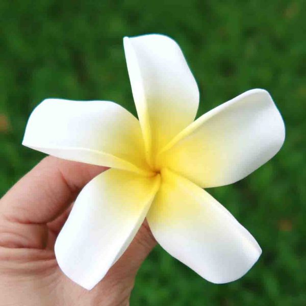 FPLU99: PLUMERIA99 (8.5 CM) - Image 2