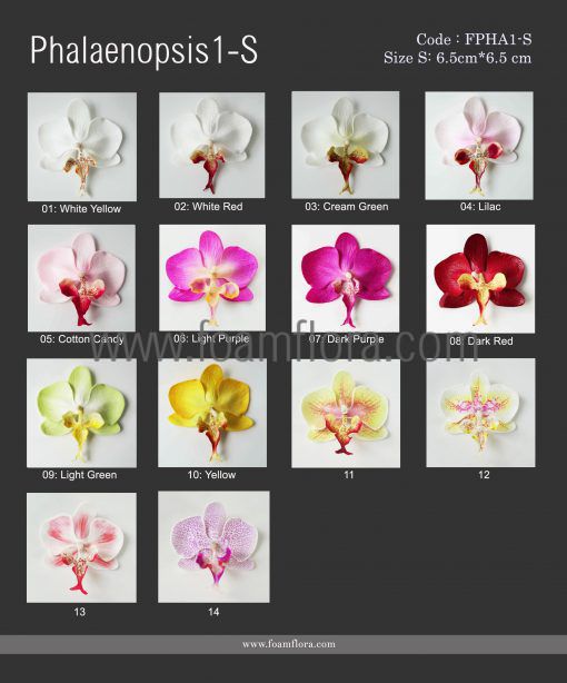 phalaenopsis1 Sเพิ่ม