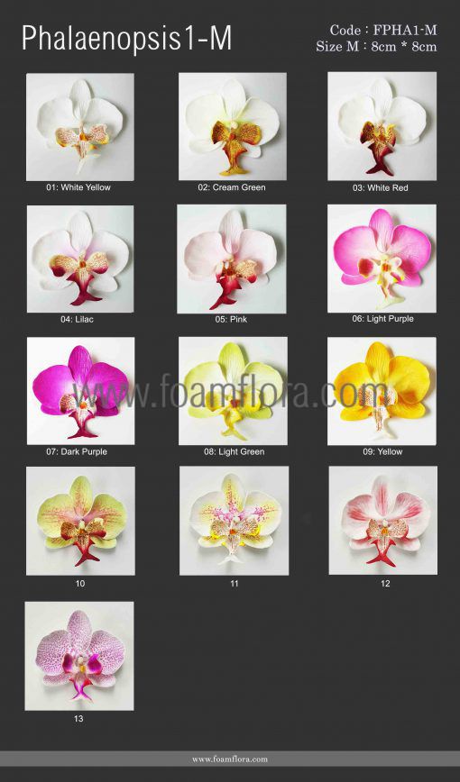 Phalaenopsis1 mเพิ่ม scaled