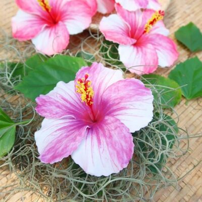 Hibicus hair clip with flower