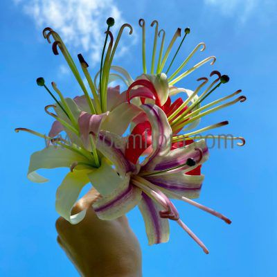 spider lily hair clip with flower