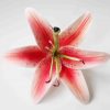 FLILY11: LILY11 (14 CM)