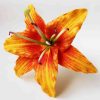 FLILY13: LILY13 (15 CM)