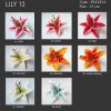 FLILY13: LILY13 (15 CM) - Image 3