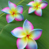 FPLU126: PLUMERIA126 (10.5CM) - Image 6