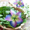 Plumeria hair clip with flower