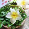 Plumeria hair clip with flower