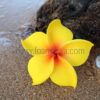 FPLU126: PLUMERIA126 (10.5CM)