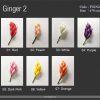 FGIN2: GINGER2 (4*8 CM) - Image 2