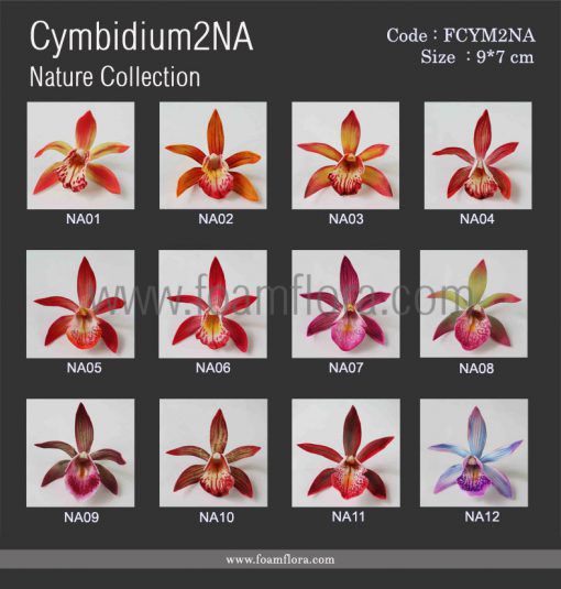 cymbidium2NA 1