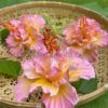FHIB24: HIBISCUS24(12.5 cm) - Image 3