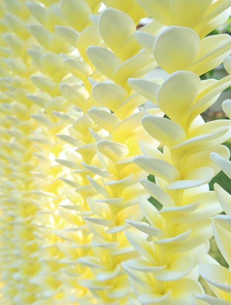 White and yellow plumeria lei hanging in the workshop