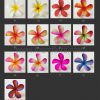 FPLU127 : PLUMERIA127 (9.5CM) - Image 8