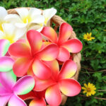 FPLU127 : PLUMERIA127 (9.5CM) - Image 5