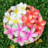 FPLU127 : PLUMERIA127 (9.5CM)