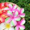 FPLU127 : PLUMERIA127 (9.5CM) - Image 7