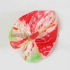 FANT4LS : ANTHURIUM4LS (9 CM * 6.5 CM)