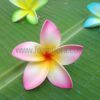 FPLU130 : PLUMERIA130 (8 CM) - Image 3