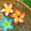 FPLU130 : PLUMERIA130 (8 CM) - Image 4