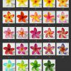 FPLU130 : PLUMERIA130 (8 CM) - Image 6
