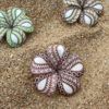 FPLU60SA : PLUMERIA60SA (8 CM) - Image 3