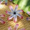 FTIA10TK-P : TIARE10TK-P (10 CM) - Image 2