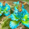 FHIB24: HIBISCUS24(12.5 cm) - Image 2