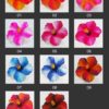 FHIB27 : HIBISCUS27 (13 CM) - Image 2