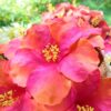 FHIB27 : HIBISCUS27 (13 CM)
